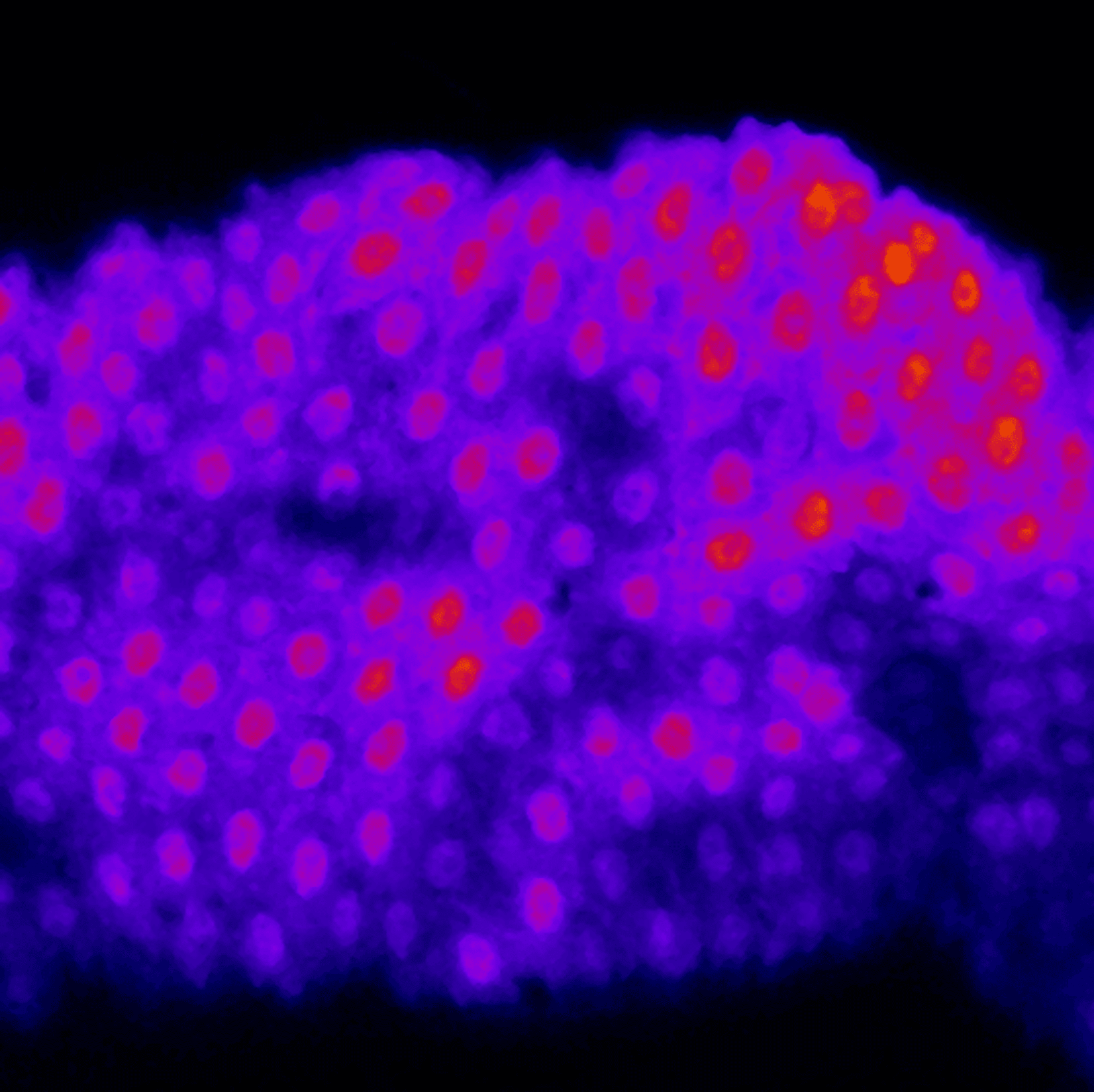Color-coded frame of NPF-P1 neurons in male sample
